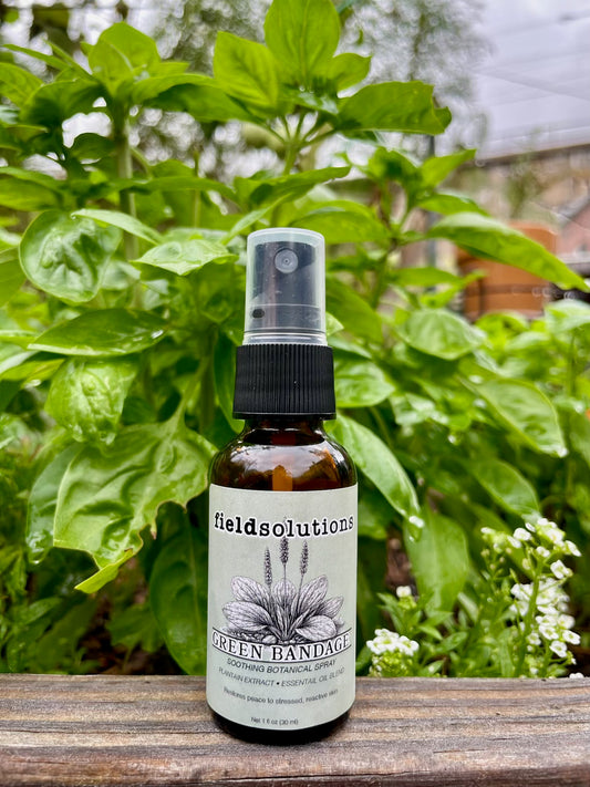 Green Bandage plantain botanical spray in an amber glass bottle on a wooden ledge in front of leafy basil plants